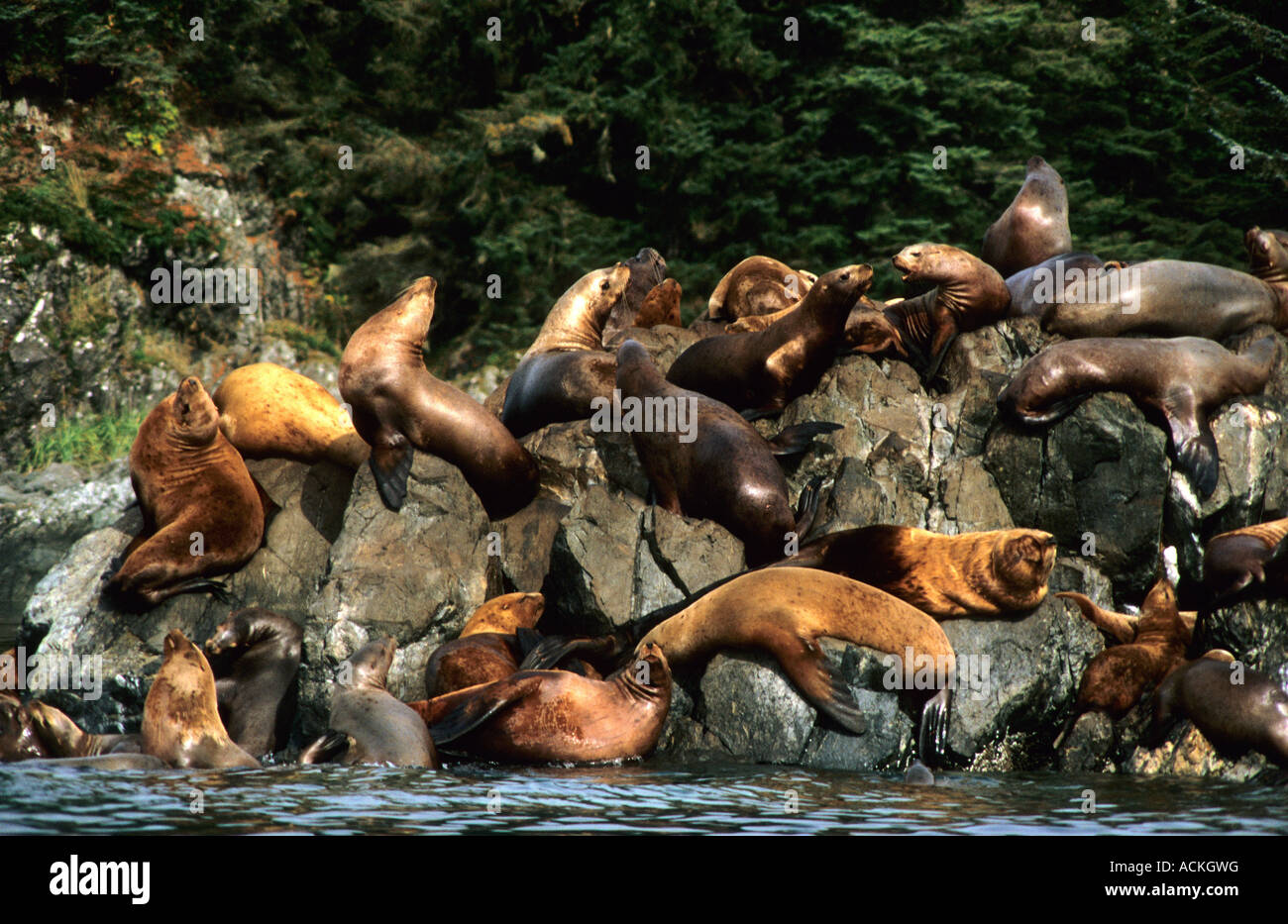 leoni di foca stellare, seward, alaska usa nord america Foto Stock