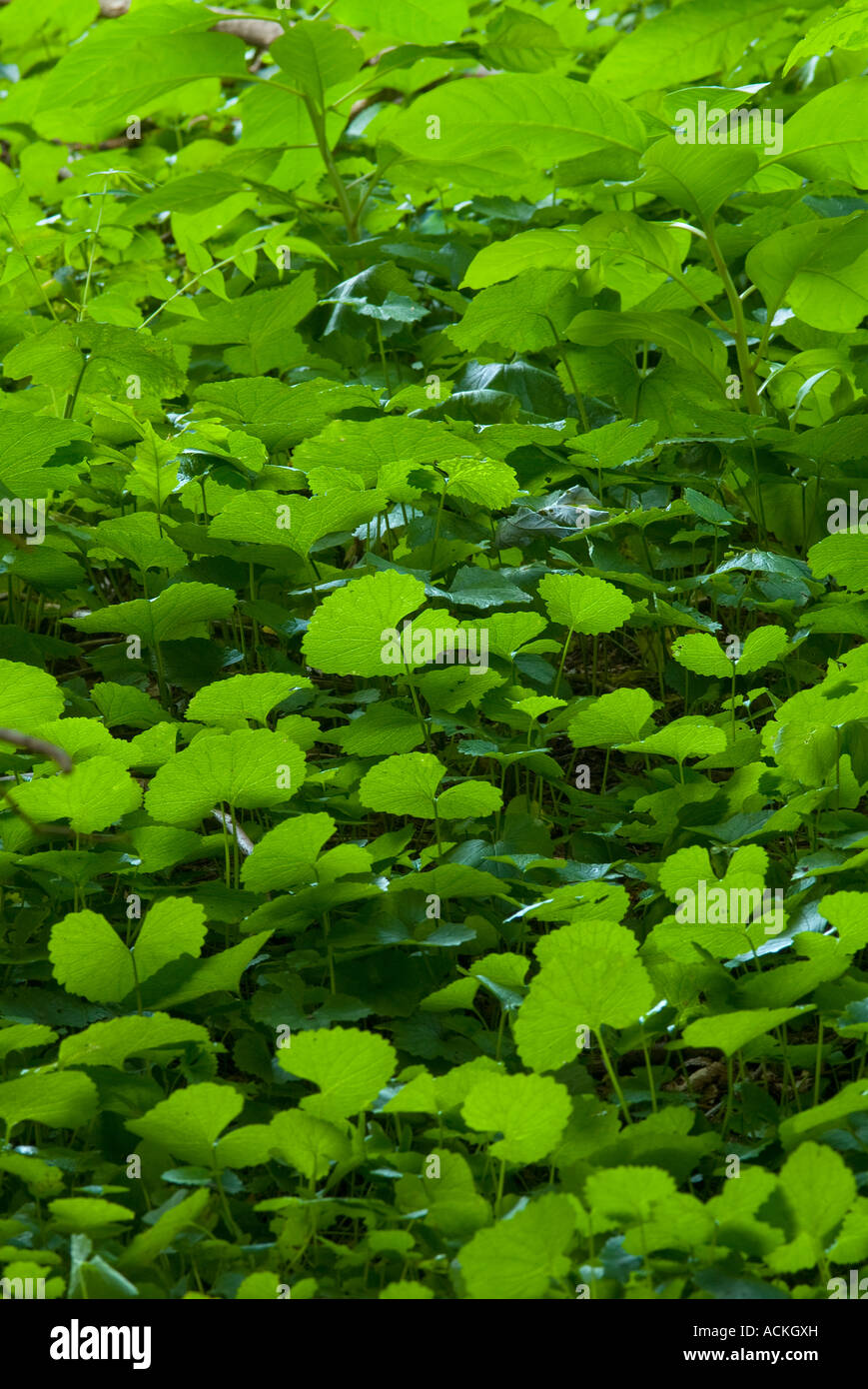 Erba Verde foglie di piante infestanti piante in giardino Foto Stock
