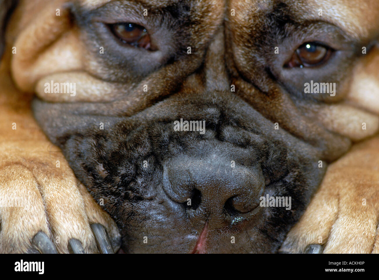 Bull Mastiff cane zampe Close up Foto Stock