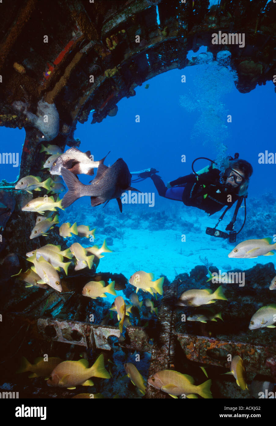 Turks Caicos South Caicos aereo donna divesite nuotare nel back end del pozzetto aperto con la scolarizzazione di pesci nel Foto Stock