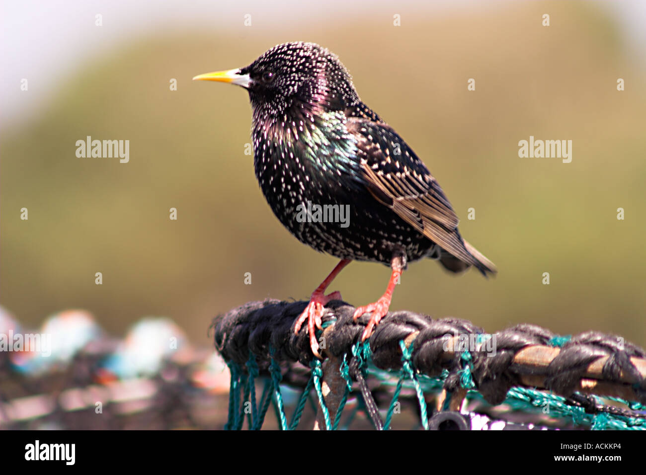 Starling Sturnus vulgaris uccello maschio seduta nero con bianco screziato marcature e becco giallo udienza del Lobster Pot Foto Stock