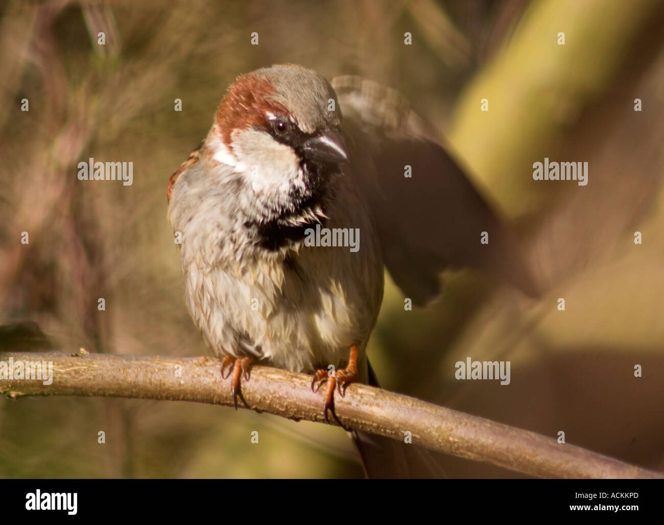 Passera Mattugia Passer montanus bird seduto sul ramo di albero Foto Stock