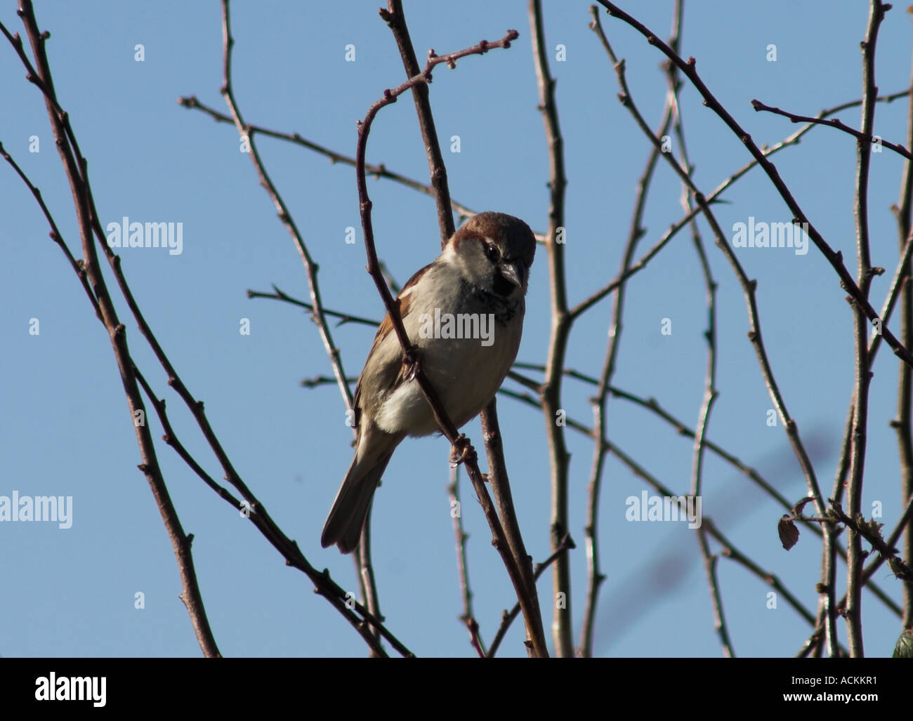 Passera Mattugia Passer montanus bird seduto sul ramo di albero Foto Stock