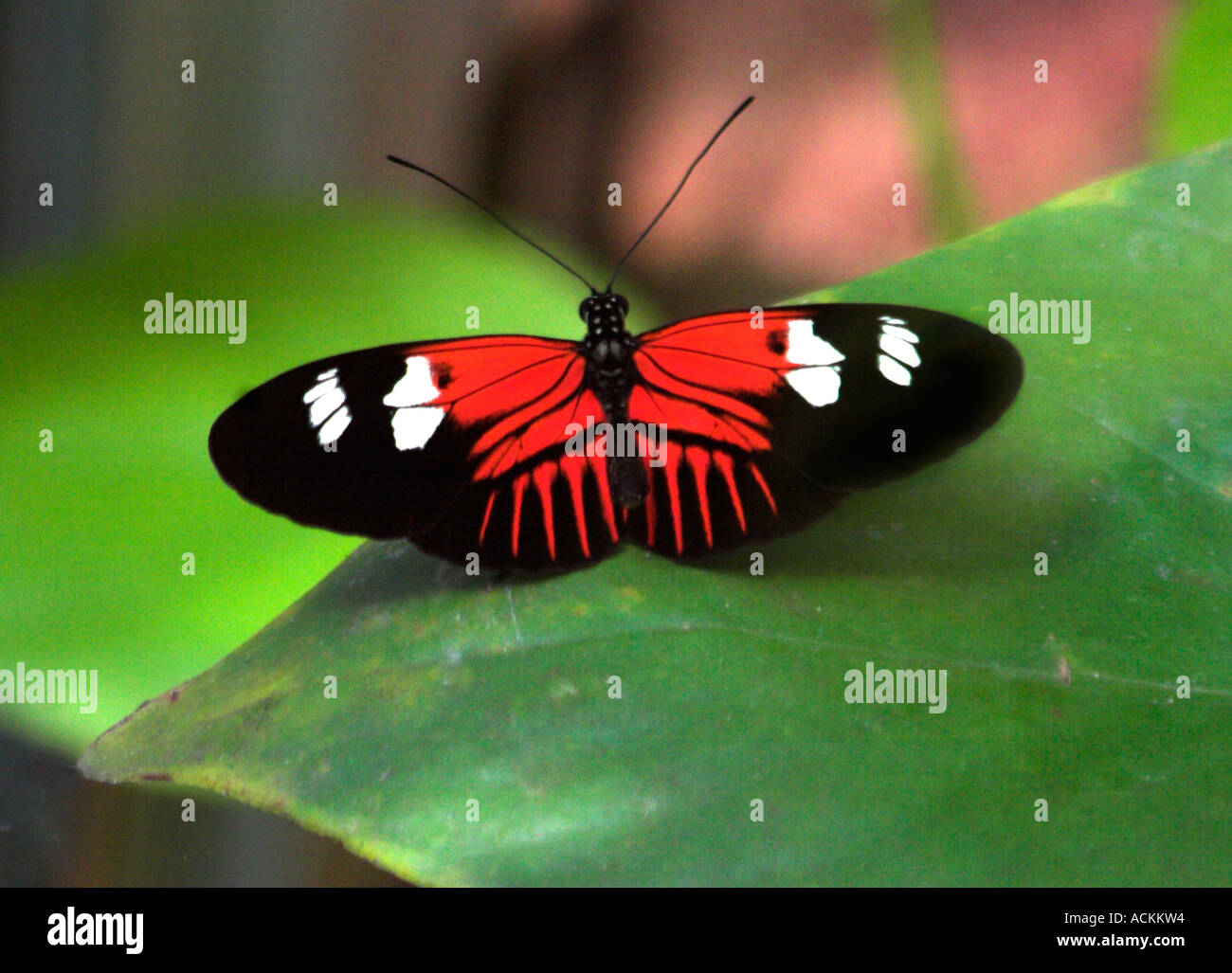 Farfalle tropicali con ampia apertura alare in nero, bianco e contrassegni di colore rosso Foto Stock