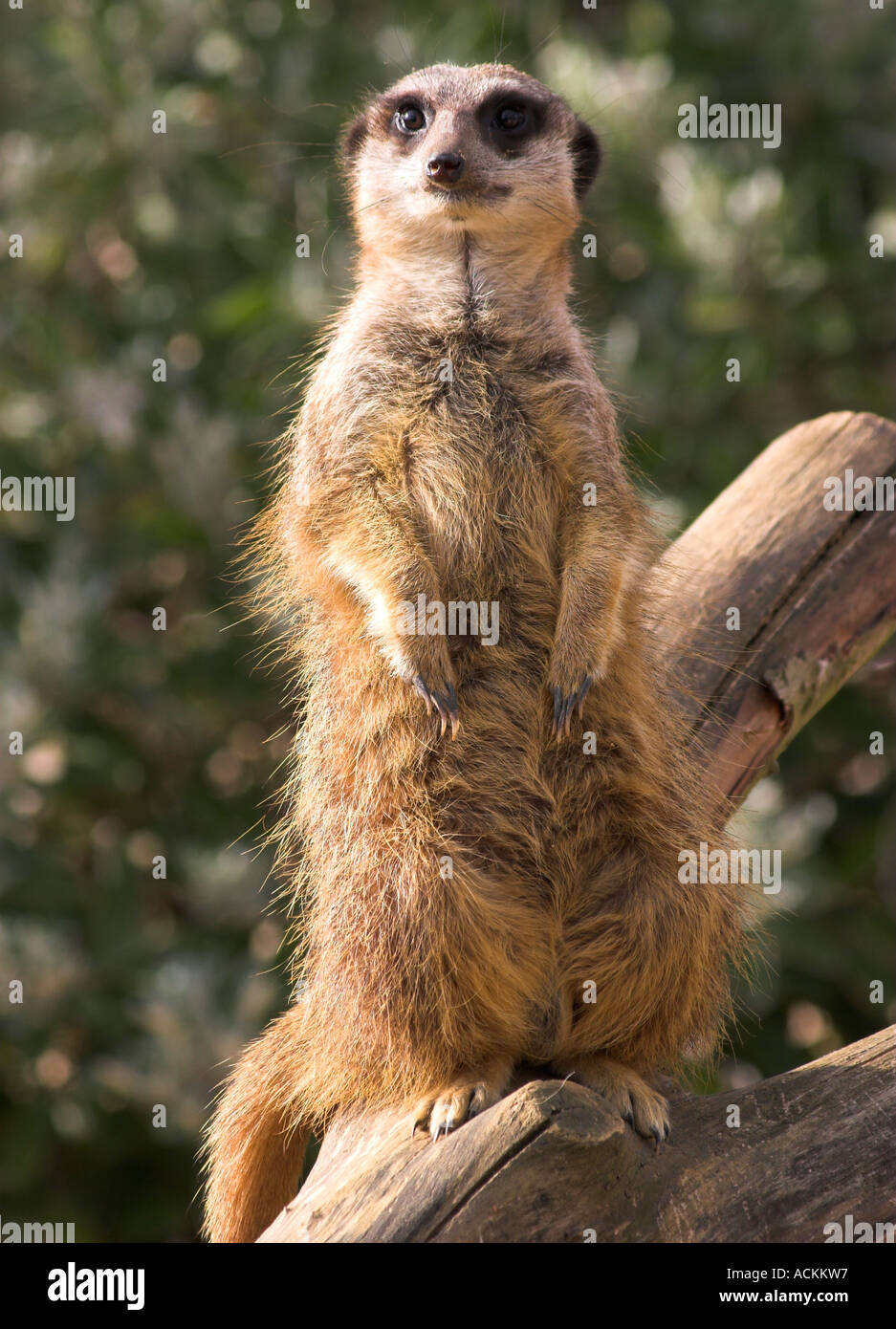 Slanciata Meerkat codato carnivori Foto Stock