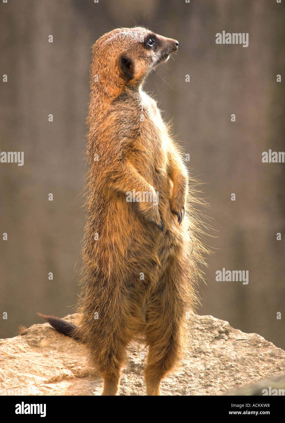 Slanciata Meerkat codato Foto Stock