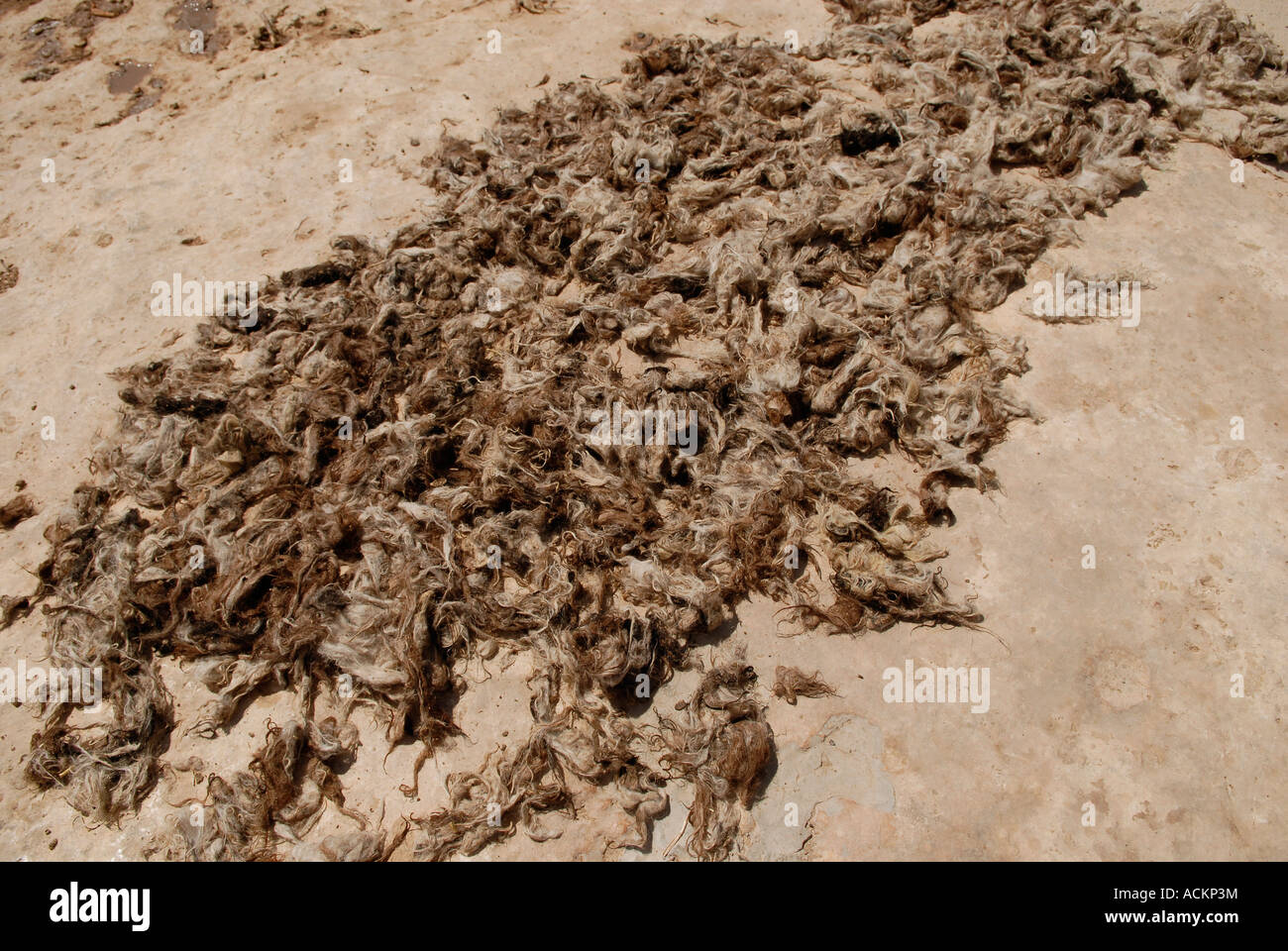 La pelliccia di pecora di essiccazione al sole Cisgiordania Israele Foto Stock