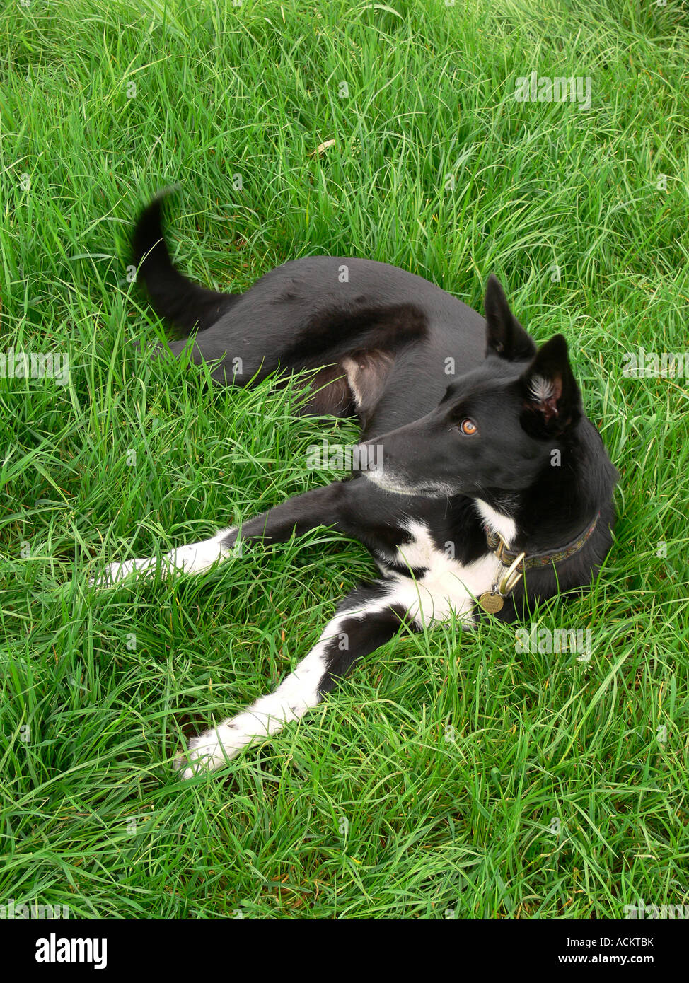 Levriero Border Collie cross lurcher rilassante in erba lunga Foto Stock