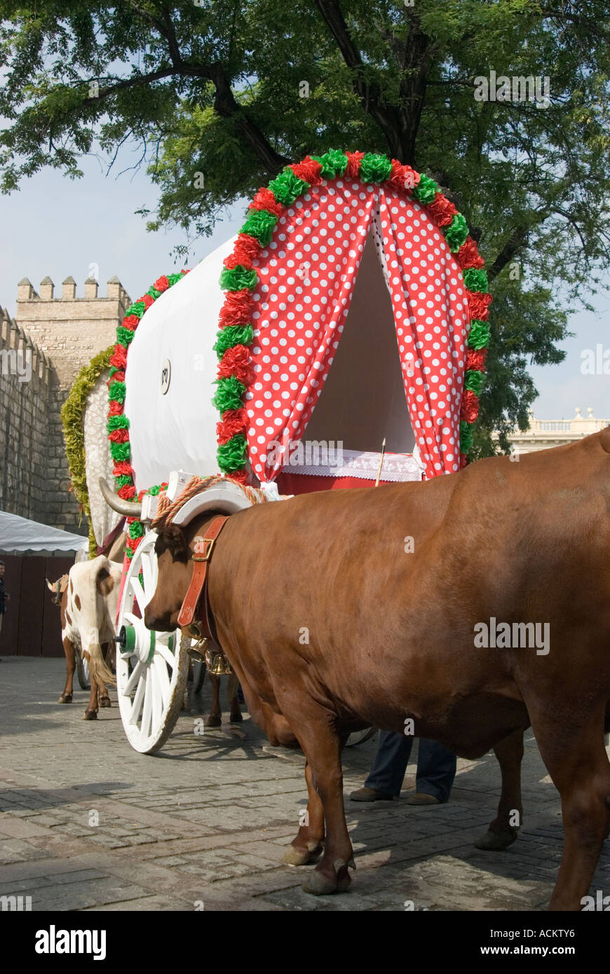 Buoi tirando i carri decorati annuale sugli Romeria del Rocio Andalucía Spagna Foto Stock