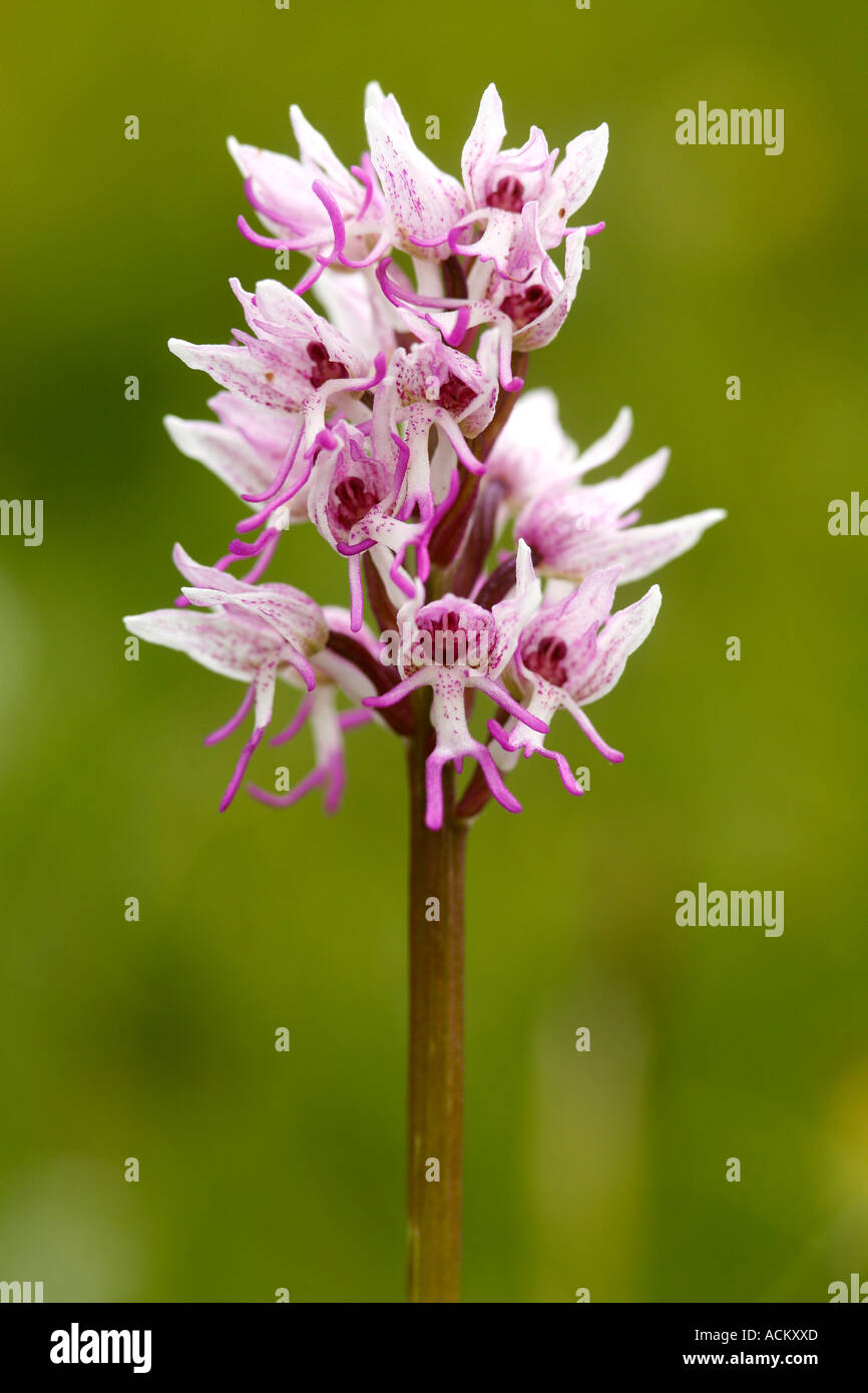 Orchide omiciattolo Orchis simia Foto Stock