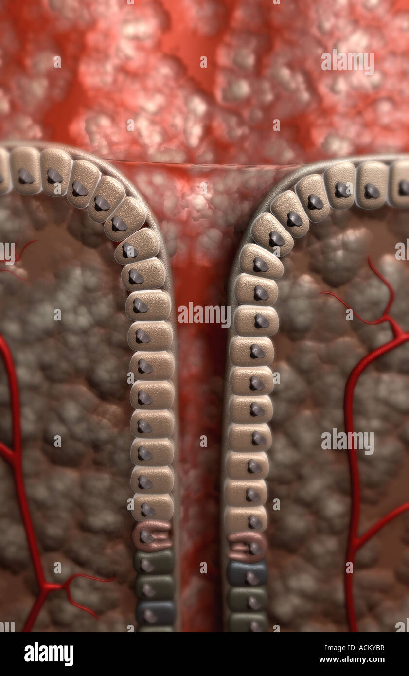 Gastrico pit Foto Stock