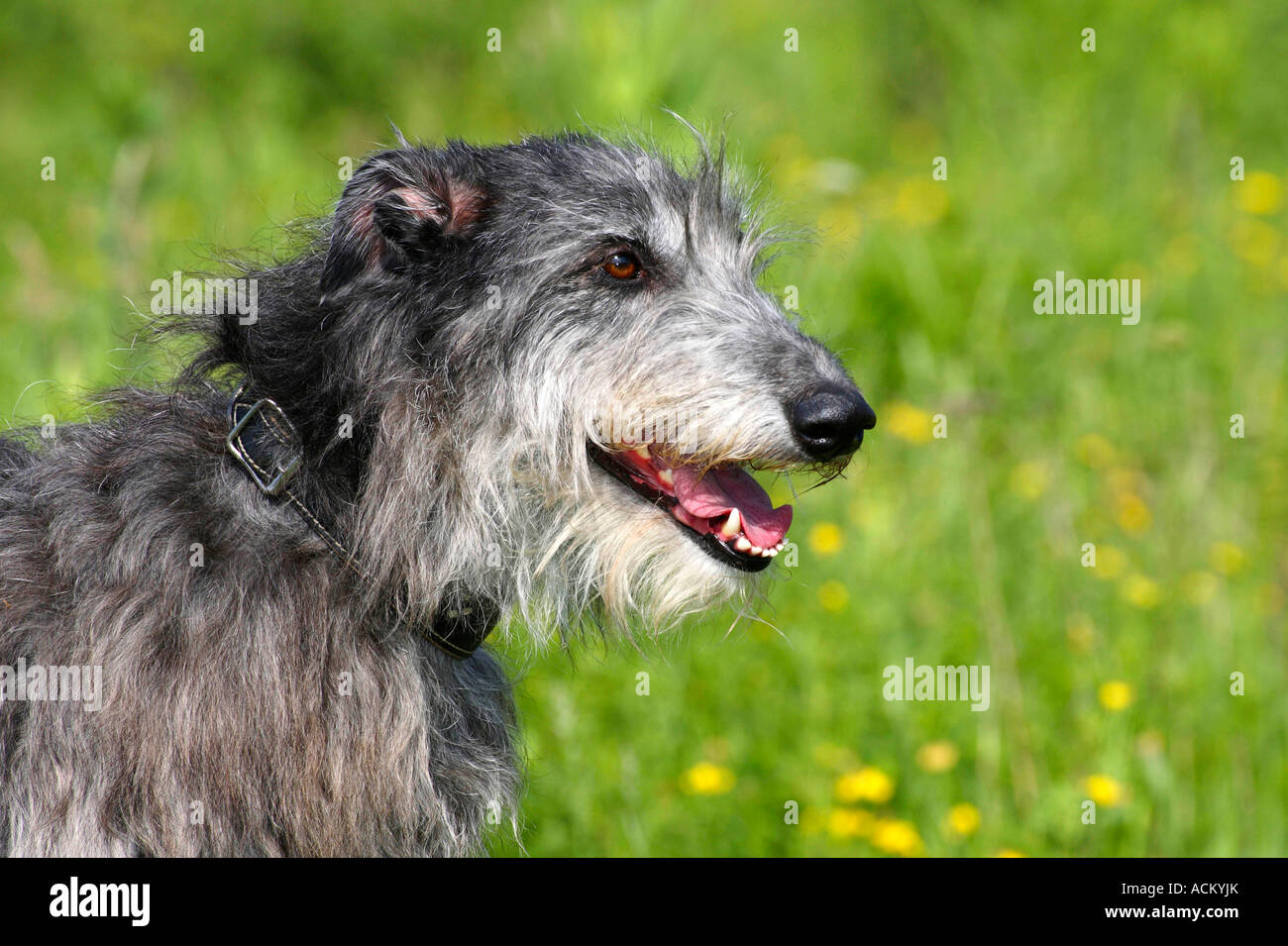 Scottish Deerhound Foto Stock