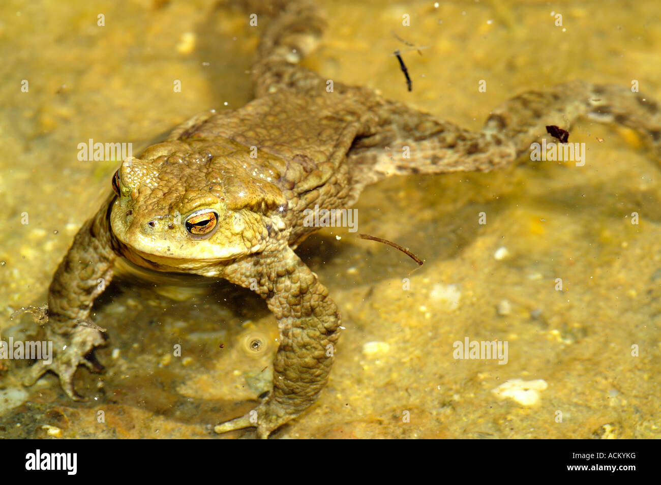 Rospo Rana closeup testa con occhi Arancio, corpo Foto Stock