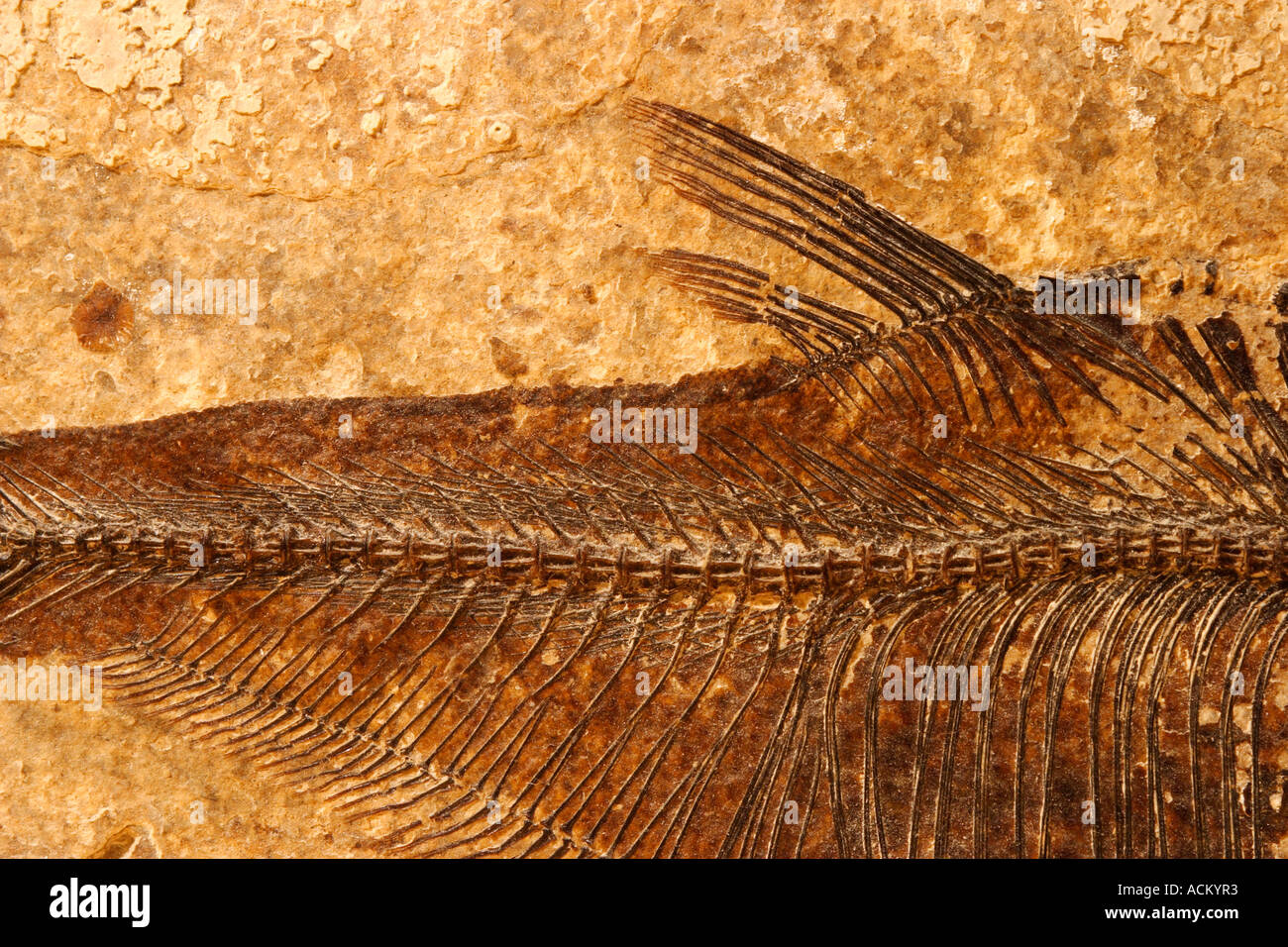 Close-up di un pesce fossile su un sfondo di arenaria Foto Stock