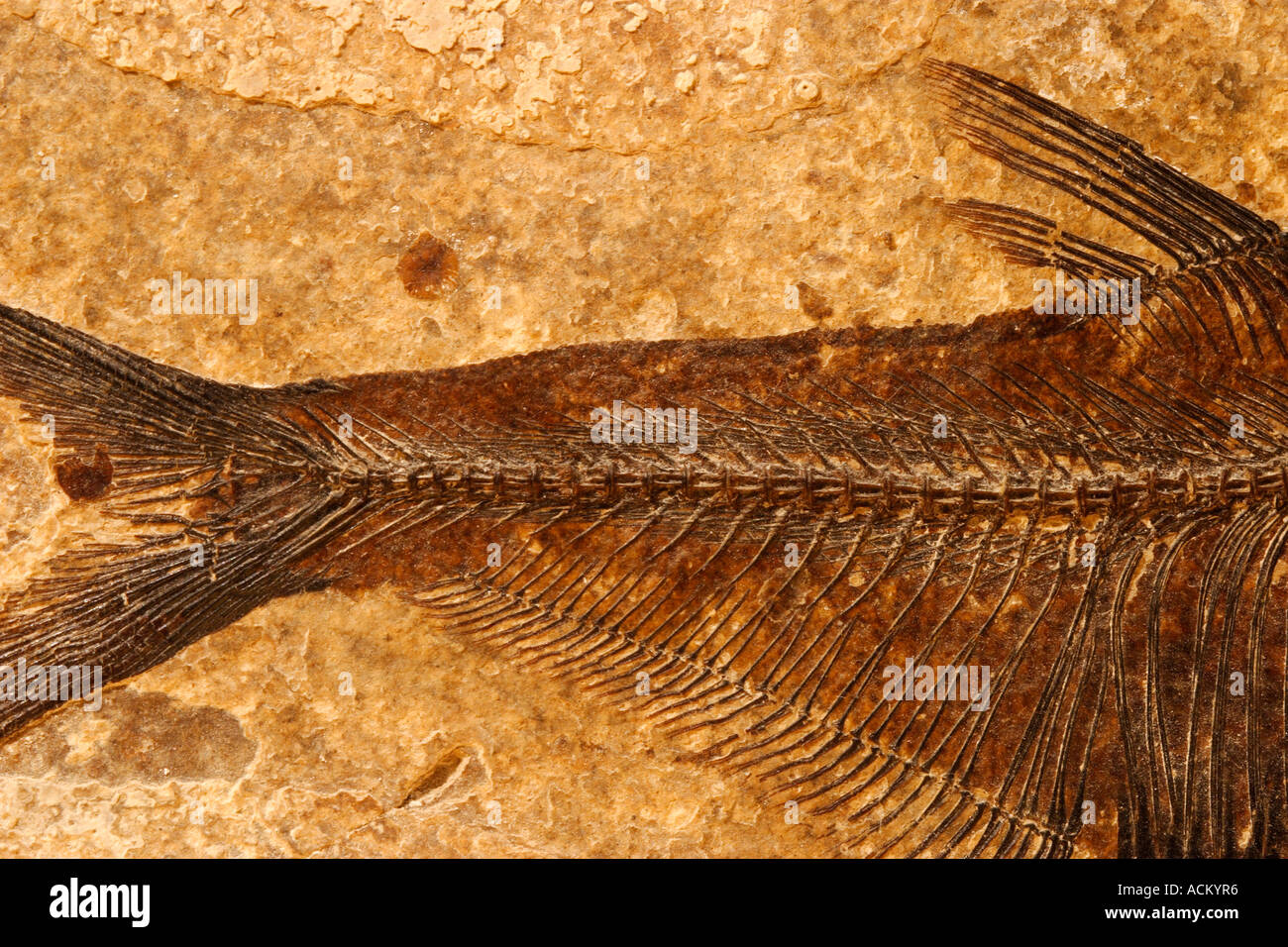 Dettaglio di un pesce fossile su una texture di sfondo di arenaria Foto Stock