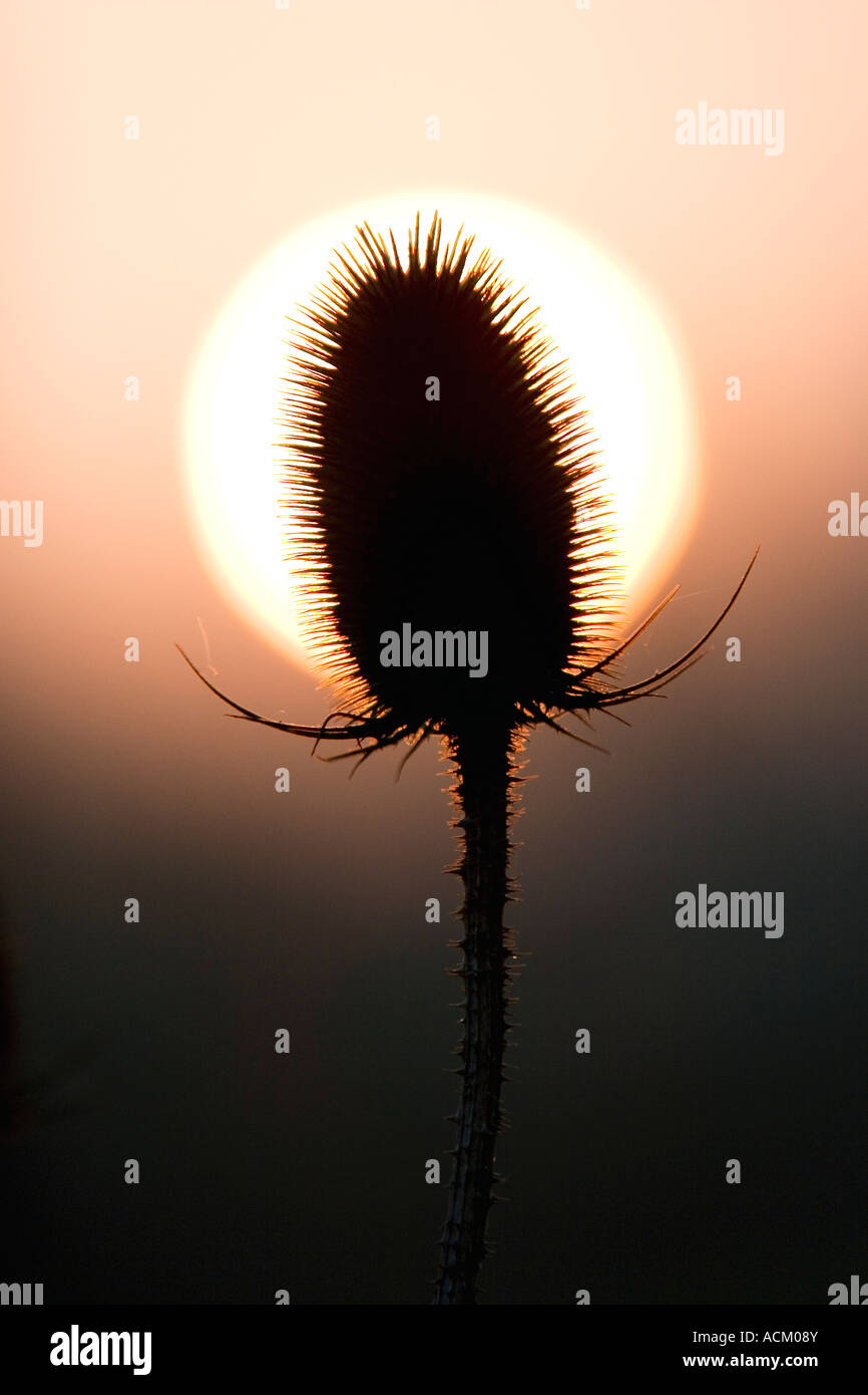 Vicino la silhouette di un impianto teasel fiore infront di testa di un sole che sorge nella campagna inglese Foto Stock