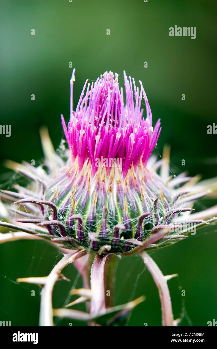 Cnicus syriacus syn. Notobasis syriaca. Thistle siriano Foto Stock