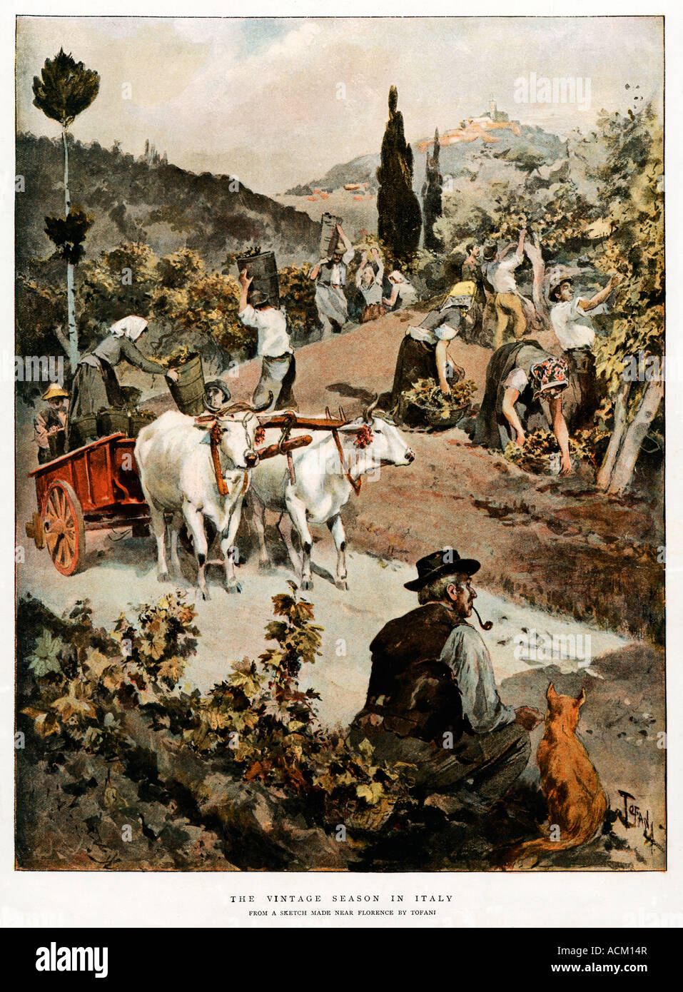 La stagione di vendemmia in Italia illustrazione vittoriano da Tofani di un vigneto di scena in Toscana vicino Firenze Foto Stock