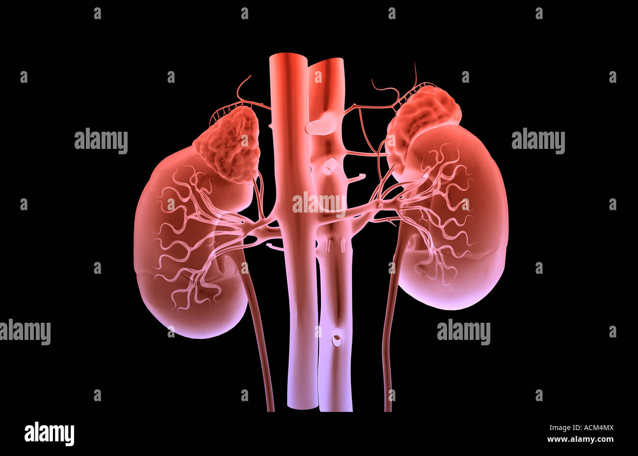 Alimentazione sanguigna dei reni Foto Stock