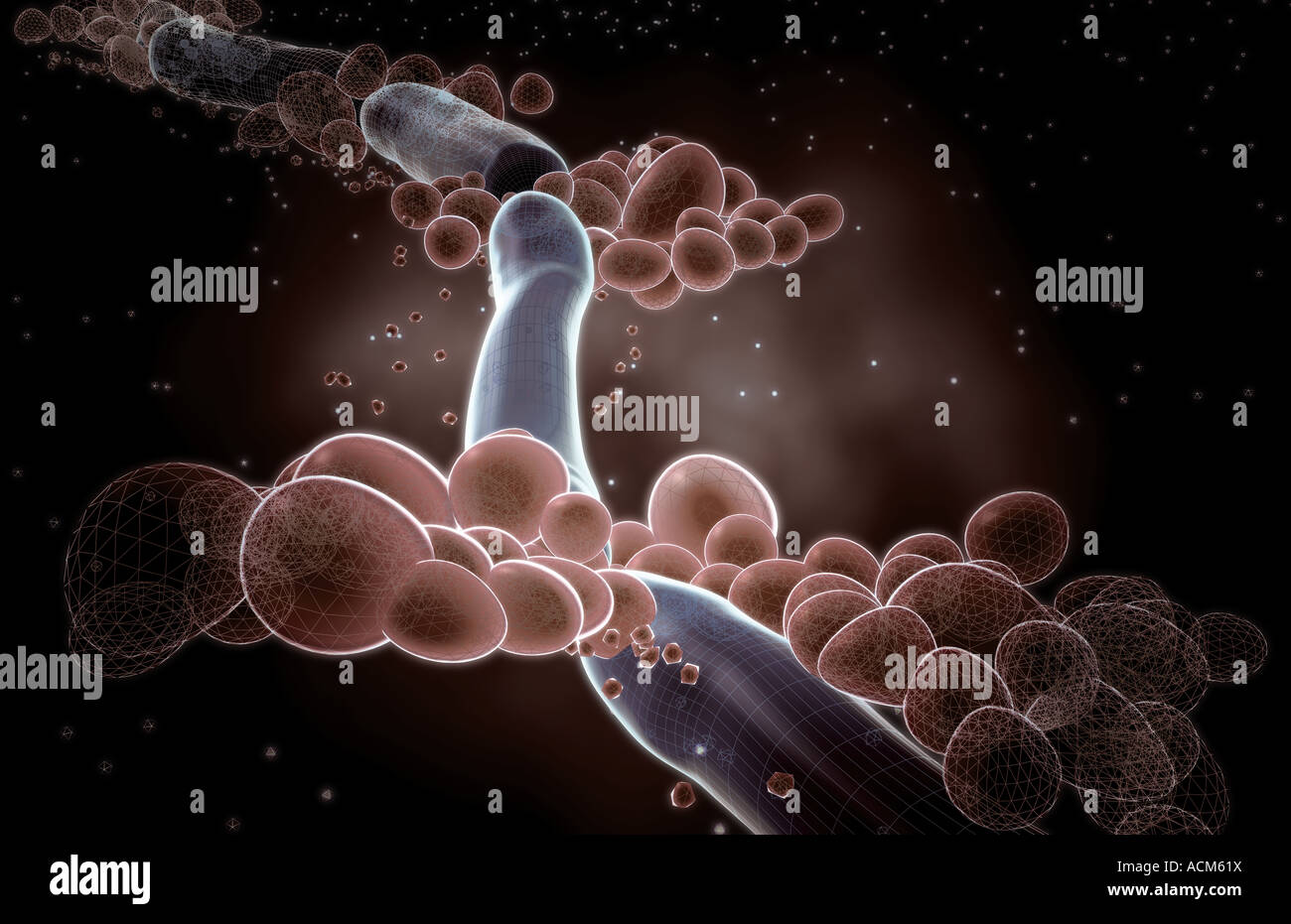 Candida albicans Foto Stock Candida albicans Foto Stock
