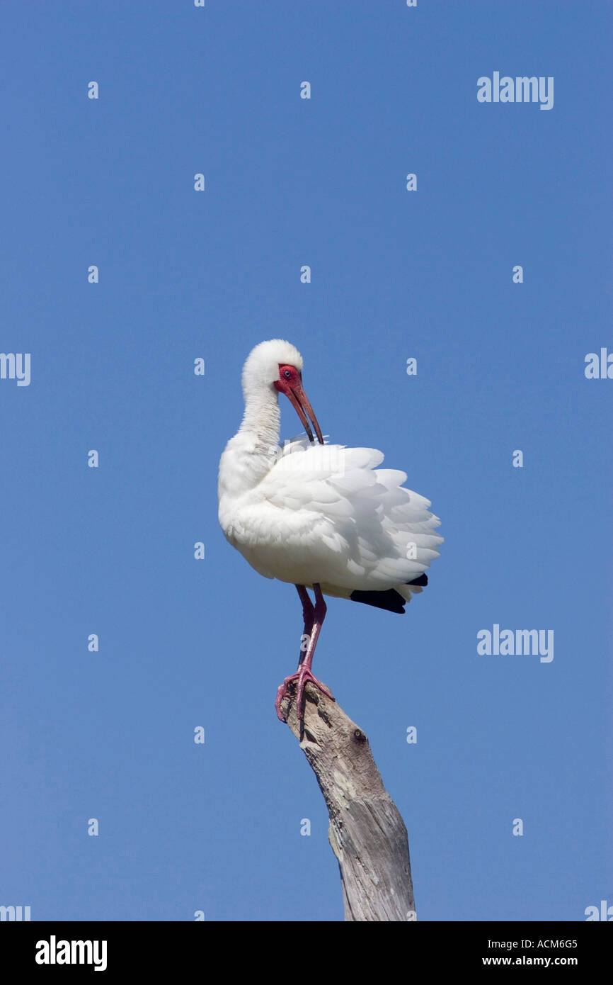 Ibis bianco Eudocimus albus florida uccello adulto preening Foto Stock
