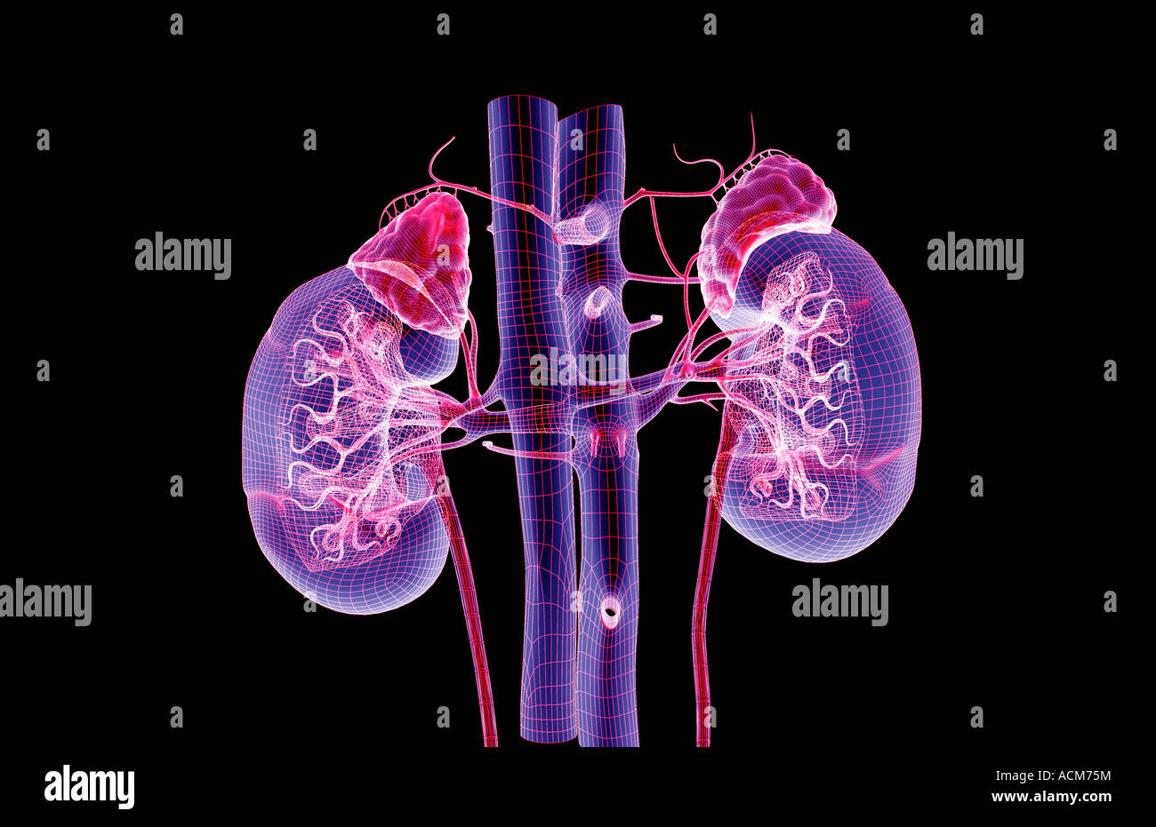 Alimentazione sanguigna dei reni Foto Stock