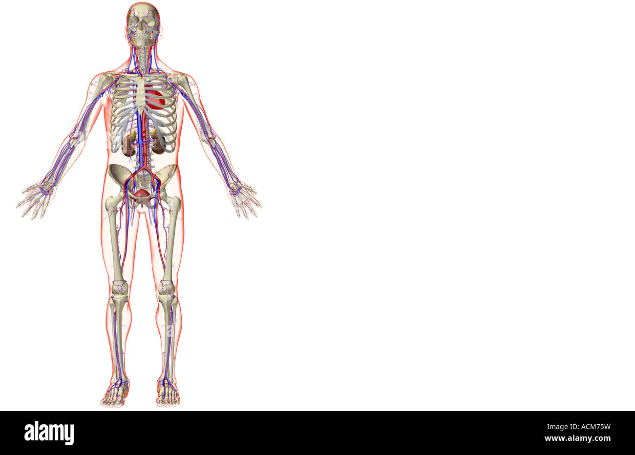 Il urinario e il sistema vascolare Foto Stock