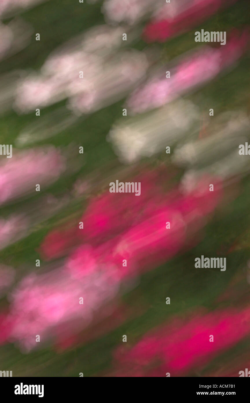 Fioritura autunnale, offuscata motion, Kew Gardens London REGNO UNITO Foto Stock