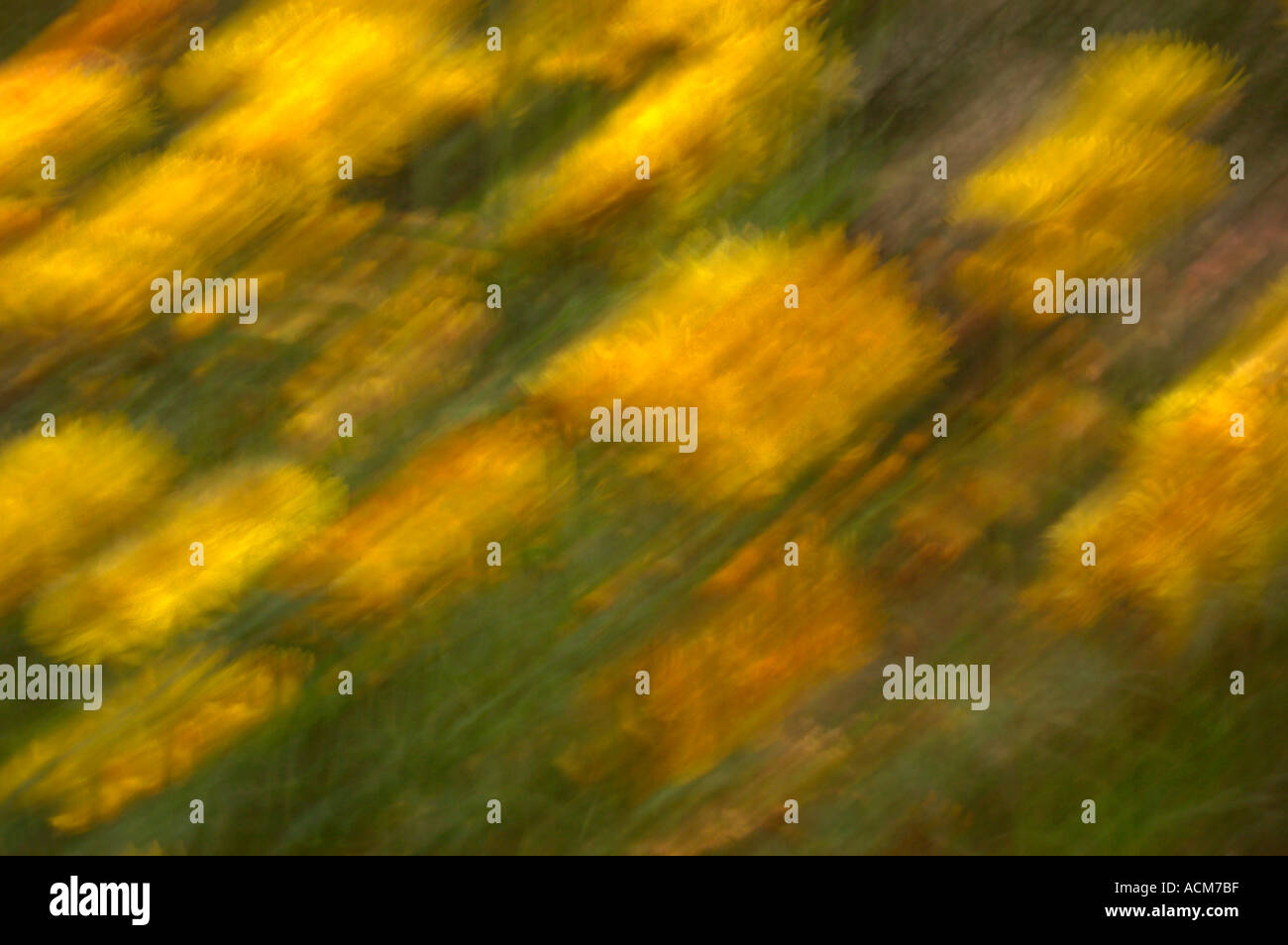 Foglie di autunno, offuscata motion, Kew Gardens London REGNO UNITO Foto Stock