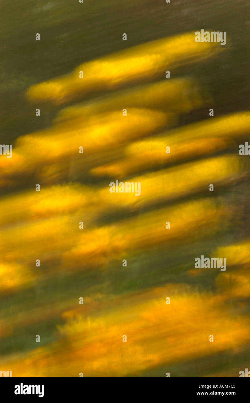 Foglie di autunno, offuscata motion, Kew Gardens London REGNO UNITO Foto Stock