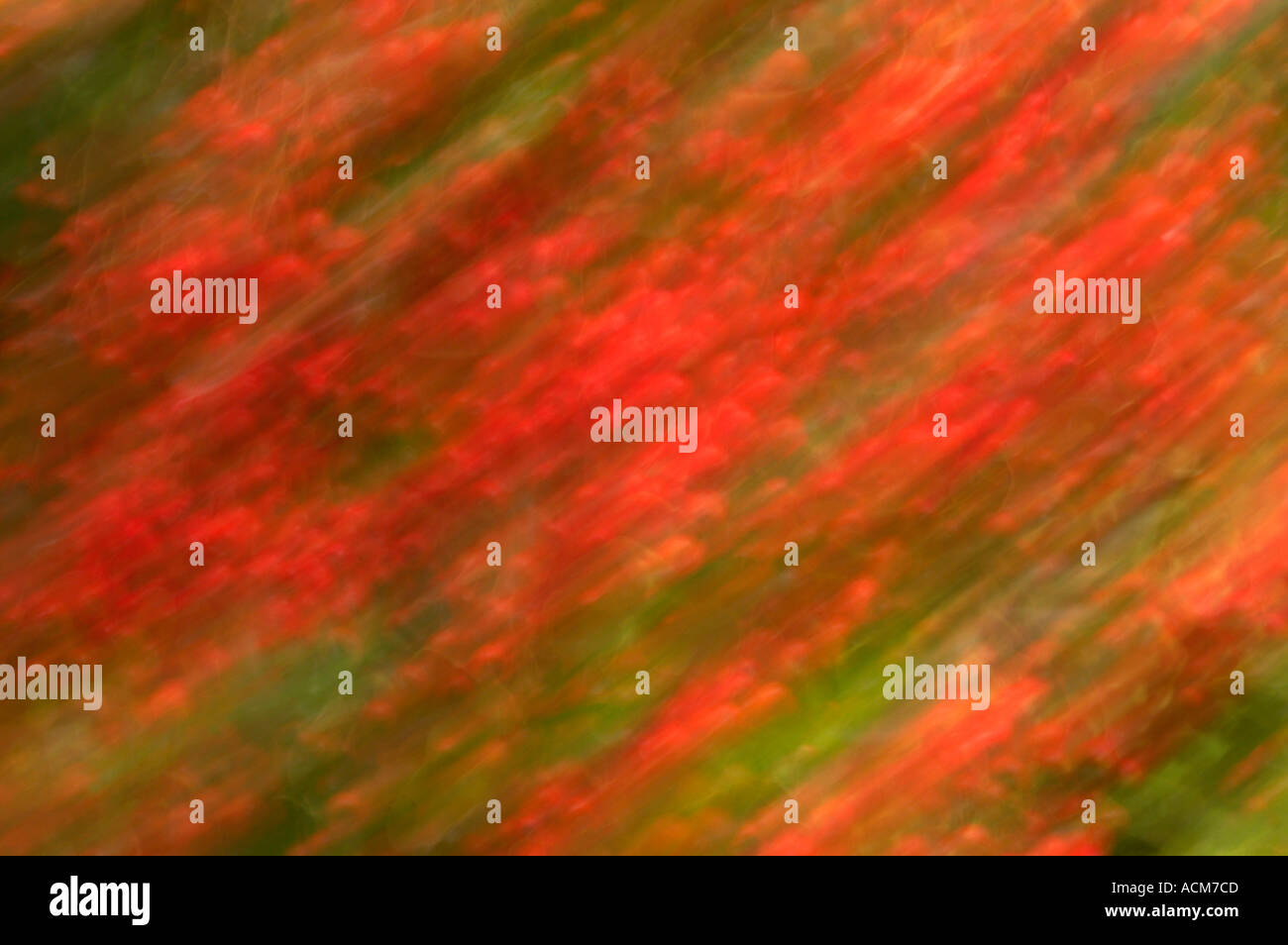 Foglie di autunno, offuscata motion, Kew Gardens London REGNO UNITO Foto Stock