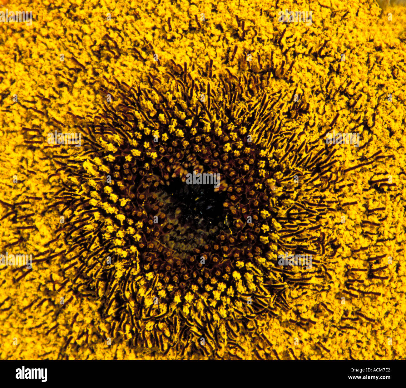 Sun semi di fiori Foto Stock