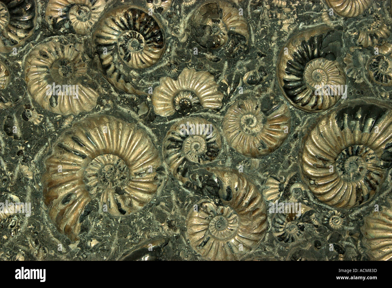 Ammoniti fossili (Asteroceras) Jurassic Somerset Foto Stock