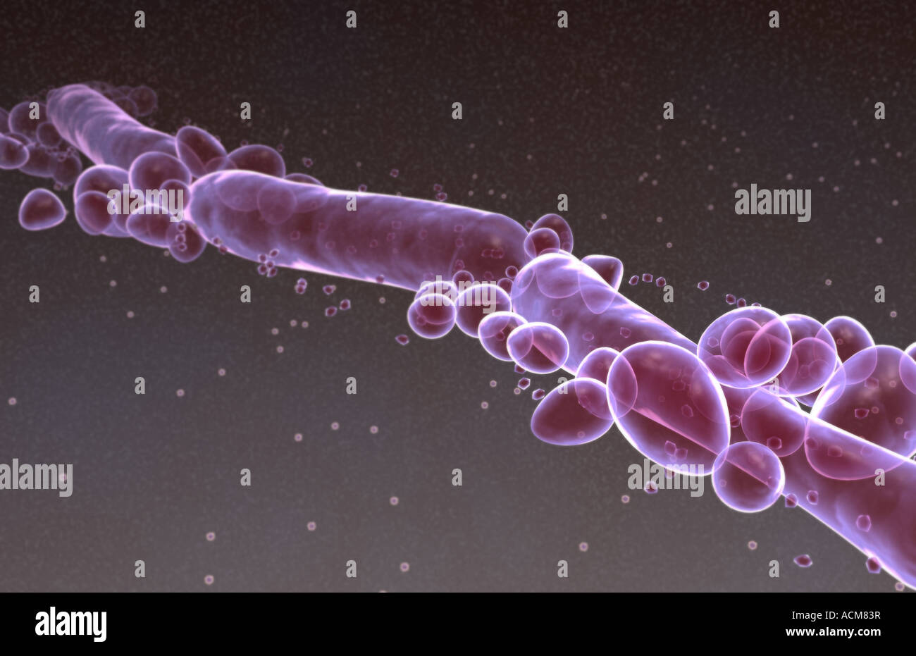Candida albicans Foto Stock Candida albicans Foto Stock