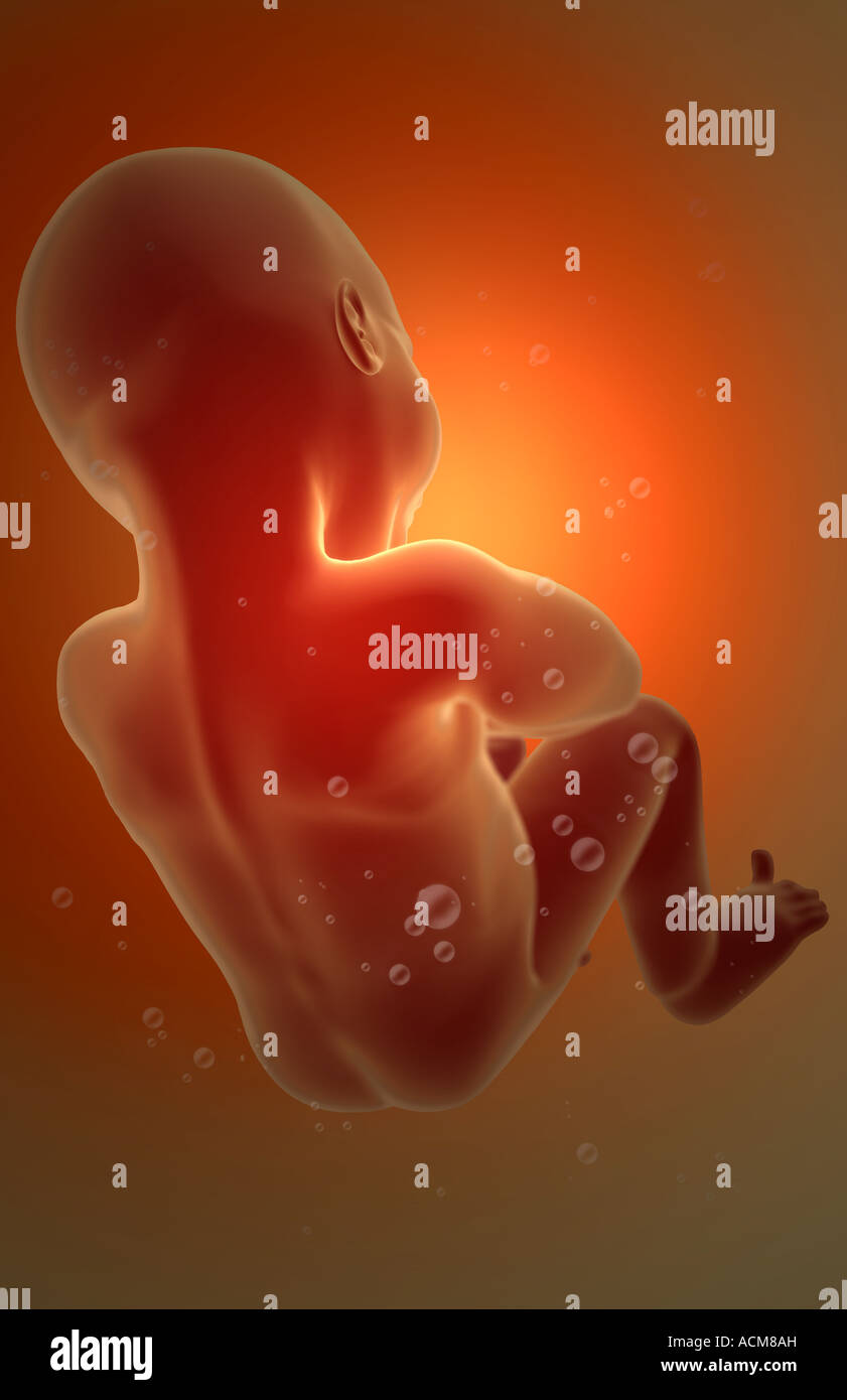 Lo sviluppo embrionale Foto Stock