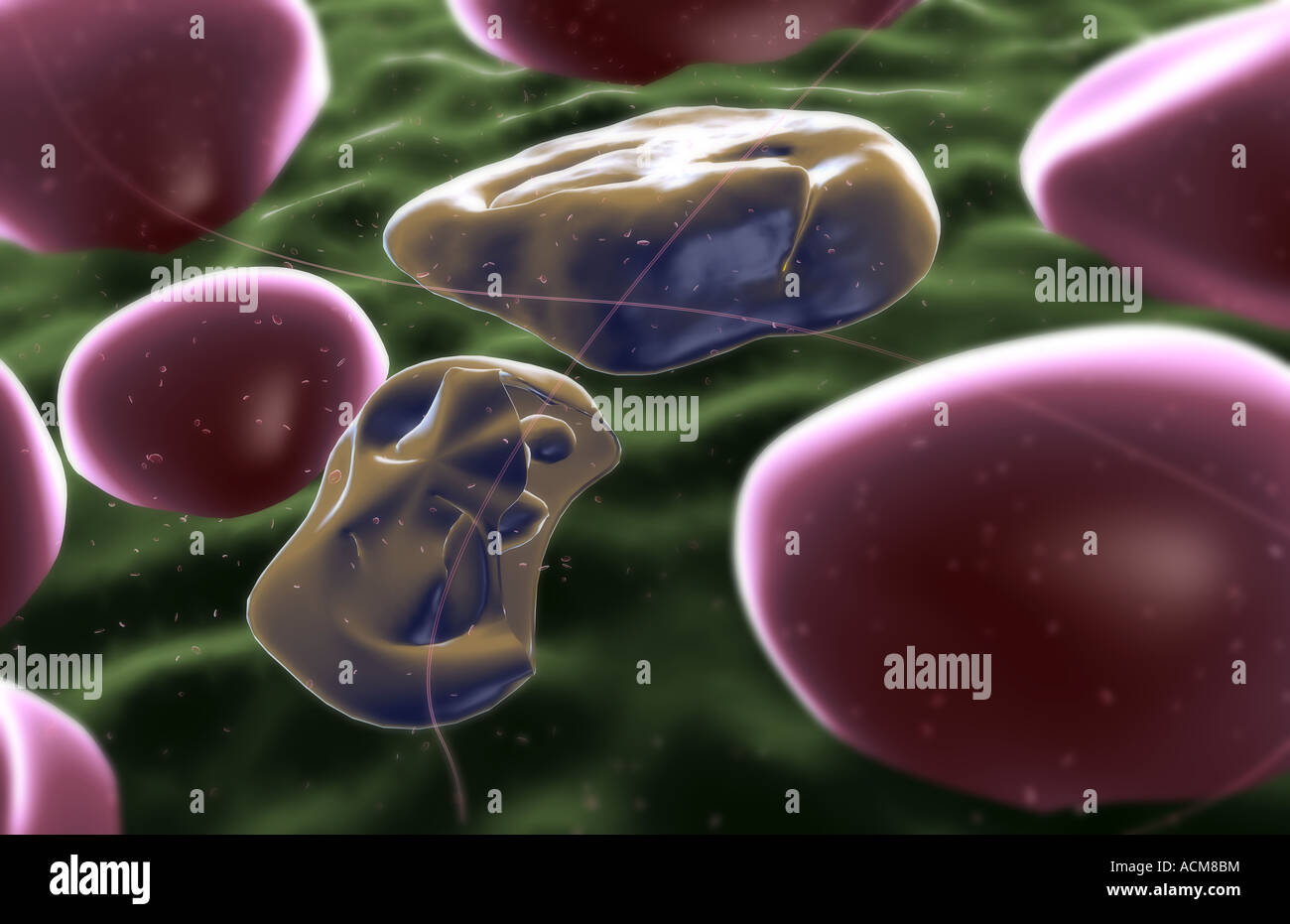 Merozoiti della malaria Foto Stock