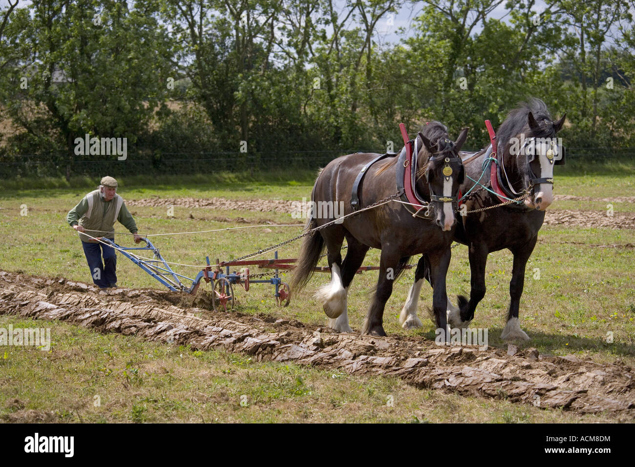 L'aratura con Shire cavalli Foto Stock