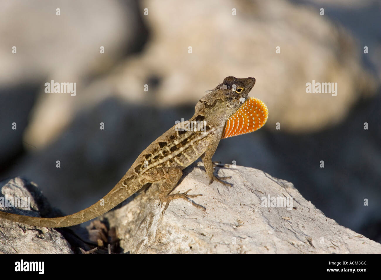 Brown Anole Anolis sagrei mostrando throatfan maschio Foto Stock