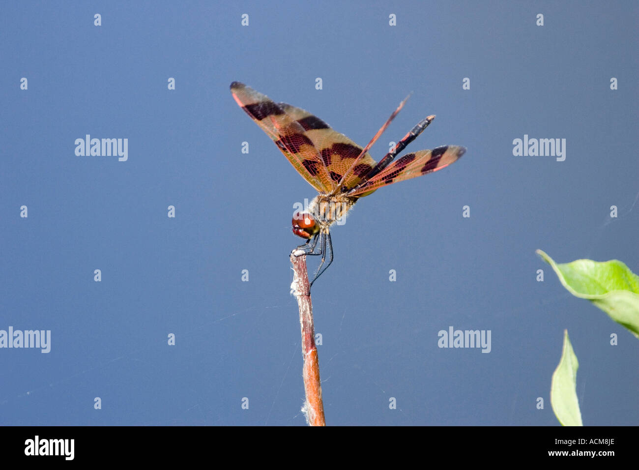 Halloween Pennant Celithemis eponina florida libellula insetto Foto Stock