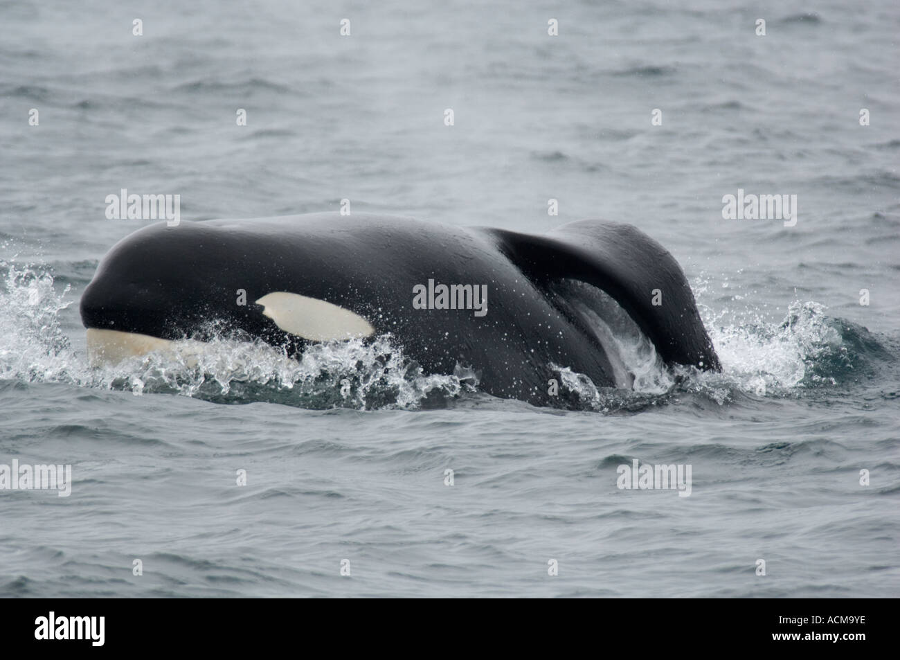 Balena Killer (Orcinus orca) Baia di Monterey, California, Wild maschio con crollato pinna dorsale Foto Stock