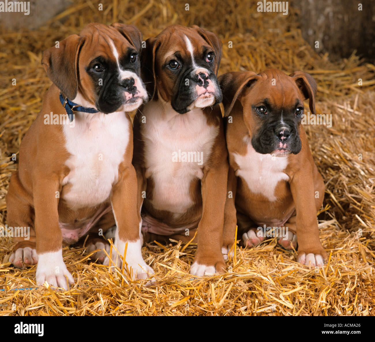 Tre Boxer cuccioli di cane Foto Stock