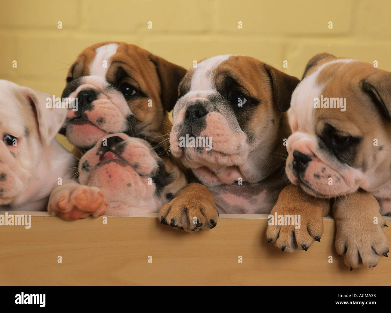 Cuccioli di bulldog Foto Stock