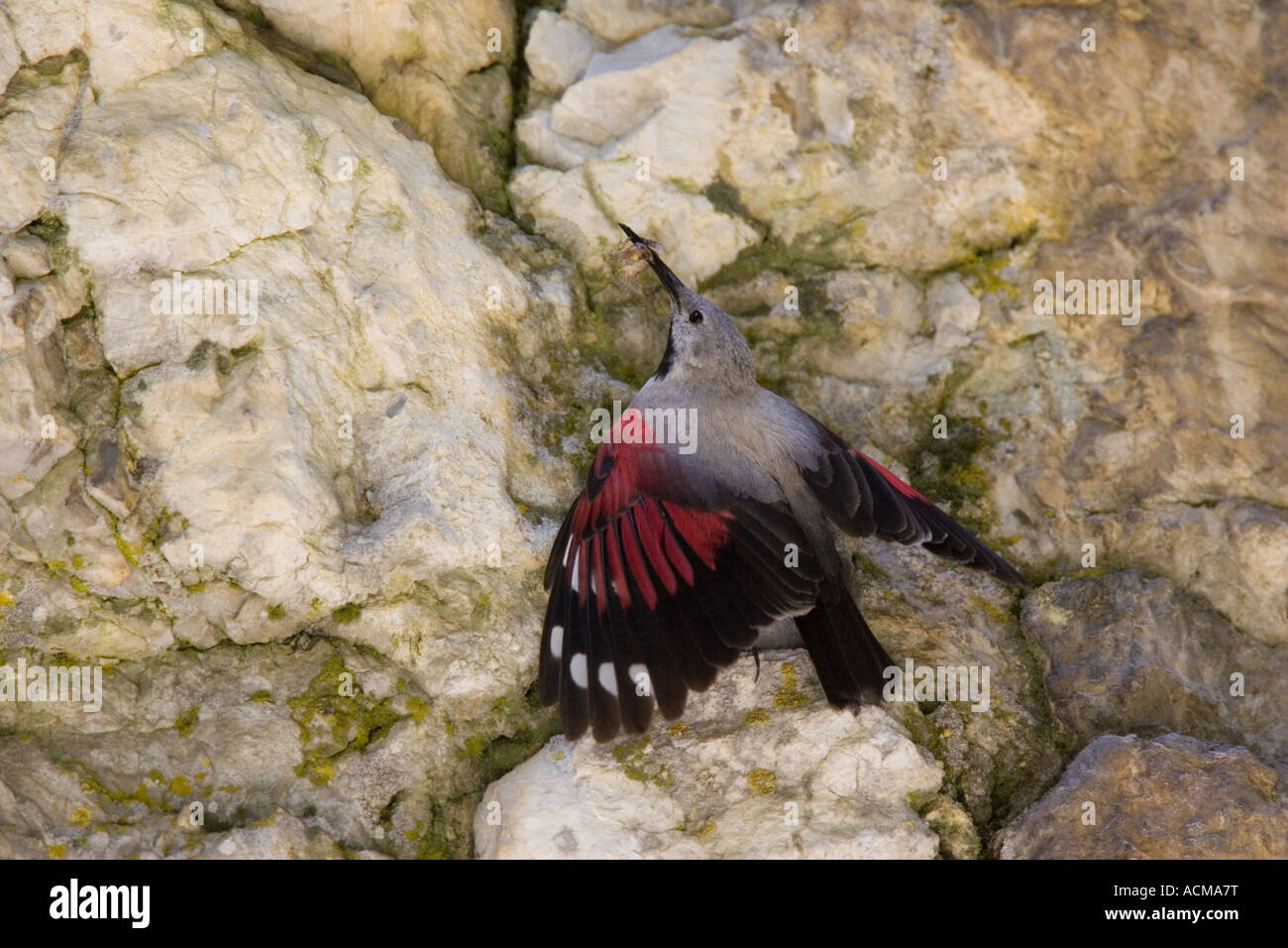 Picchio muraiolo maschio con ali stese sulla scogliera nella gola di Trigrad, Bulgaria Foto Stock