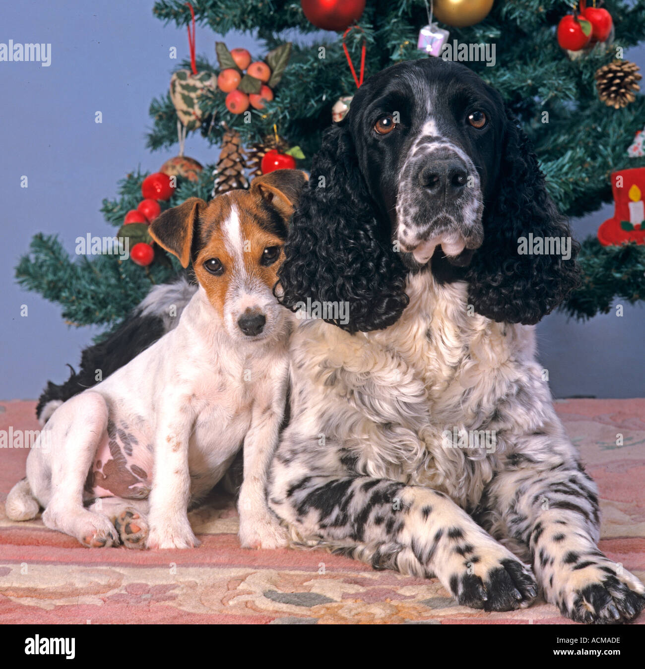 English Springer Spaniel e Jack Russell Terrier a Natale Foto Stock