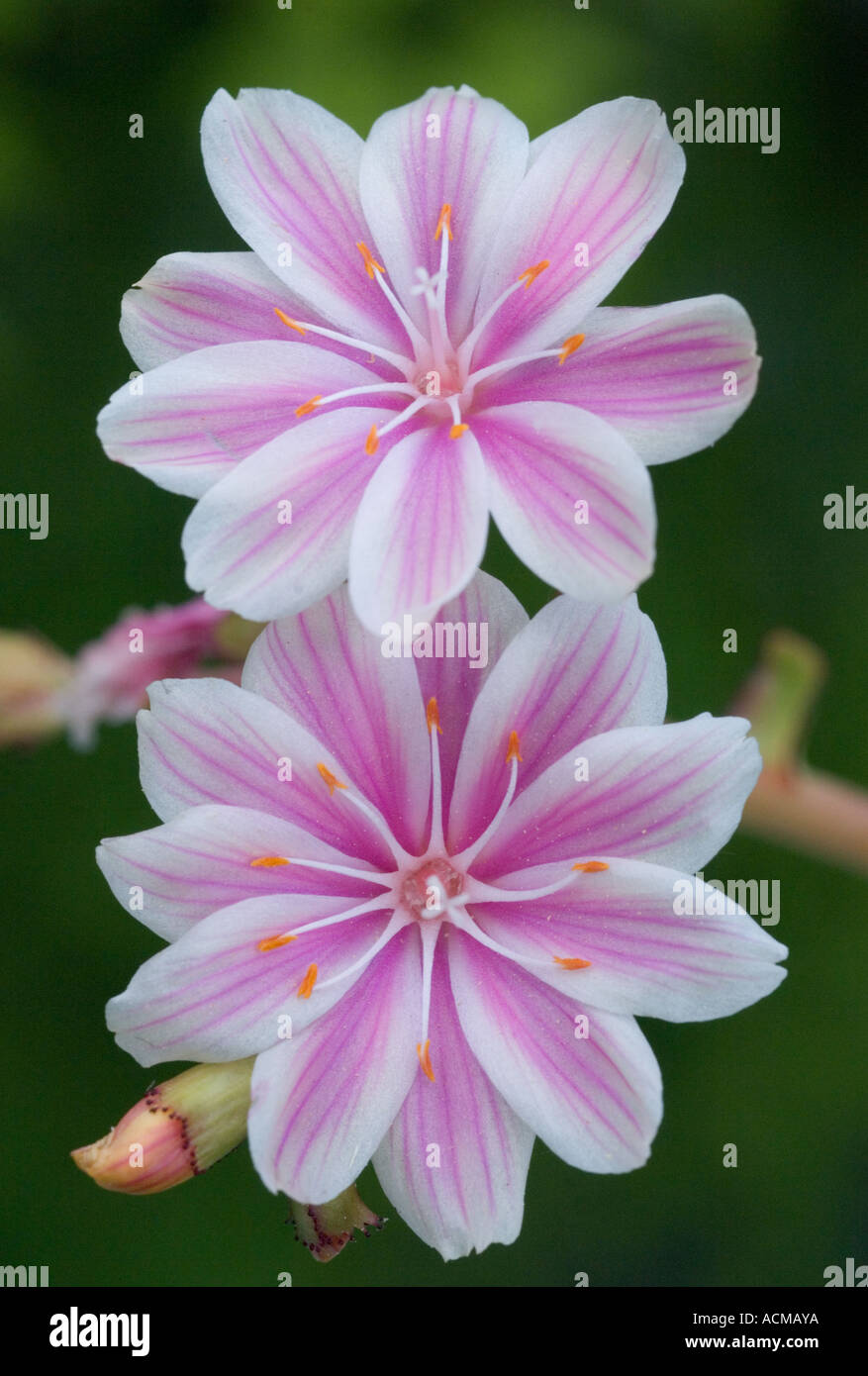 I fiori selvatici, (Lewisia cotiledone), Siskiyou Mtns. OREGON Foto Stock
