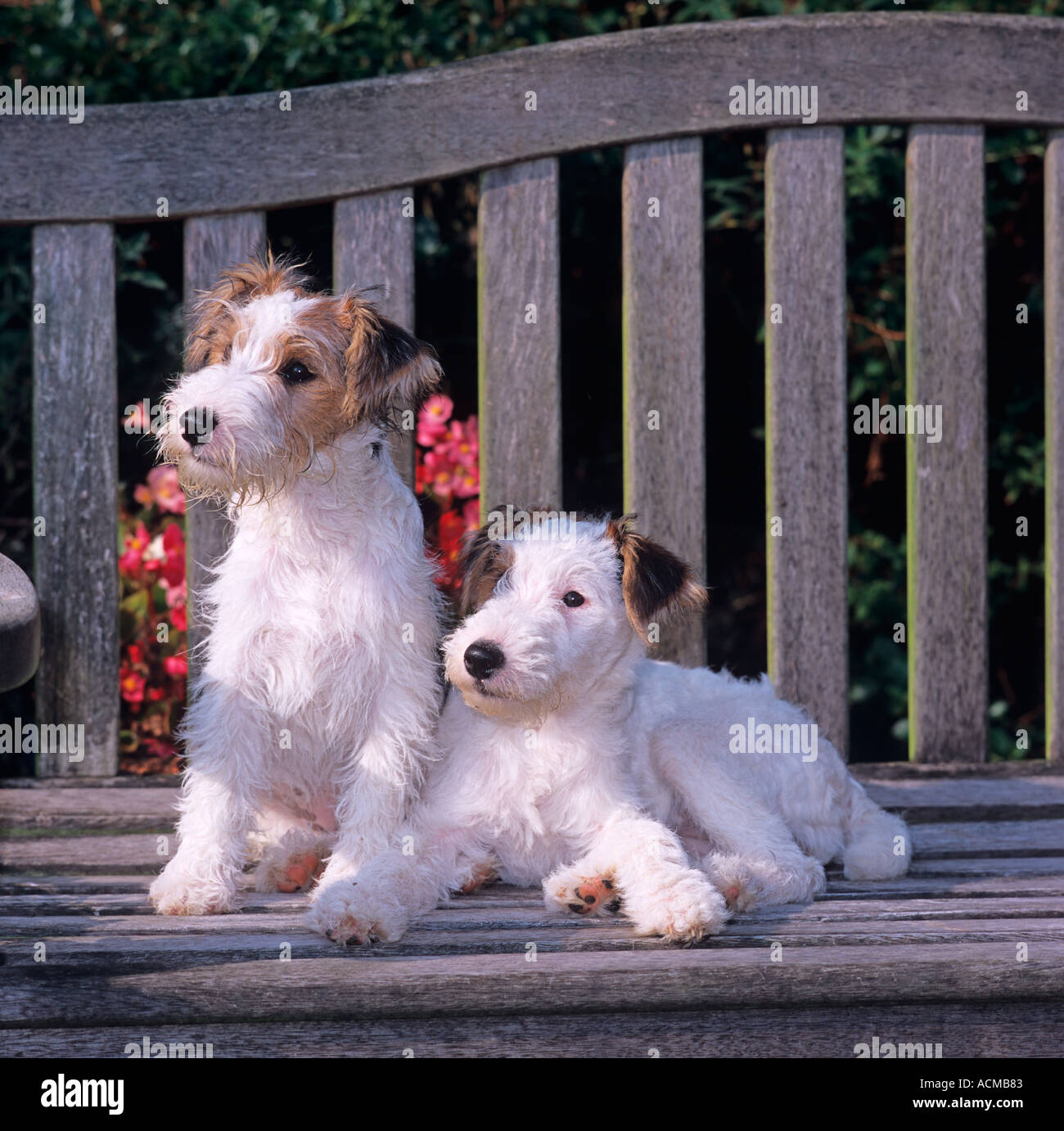 Fox Terrier cuccioli Foto Stock