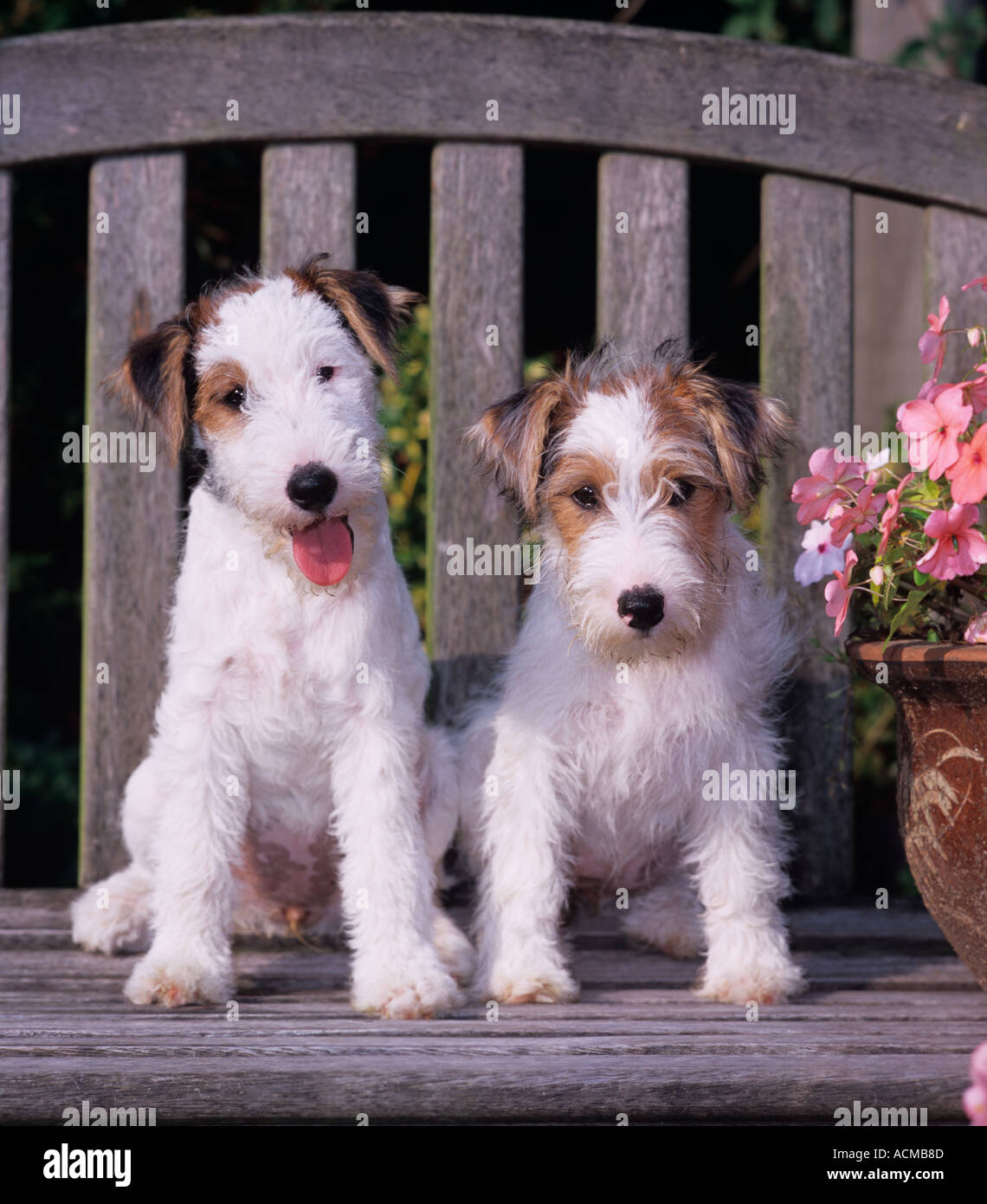 Fox Terrier cuccioli Foto Stock