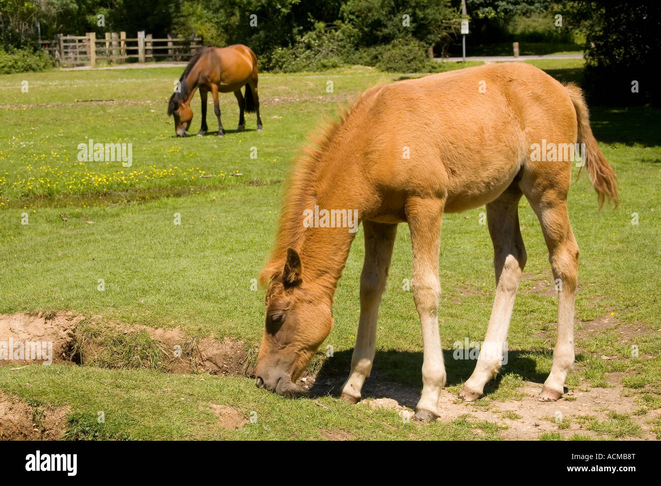New Forest pony puledro e adulto a Balmer Lawn Brockenhurst Foto Stock