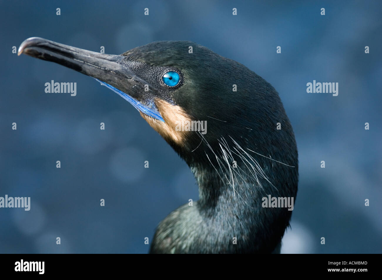 Brandt il cormorano (Phalacrocorax penicillatus) Allevamento piumaggio, baia di Monterey, California USA Foto Stock