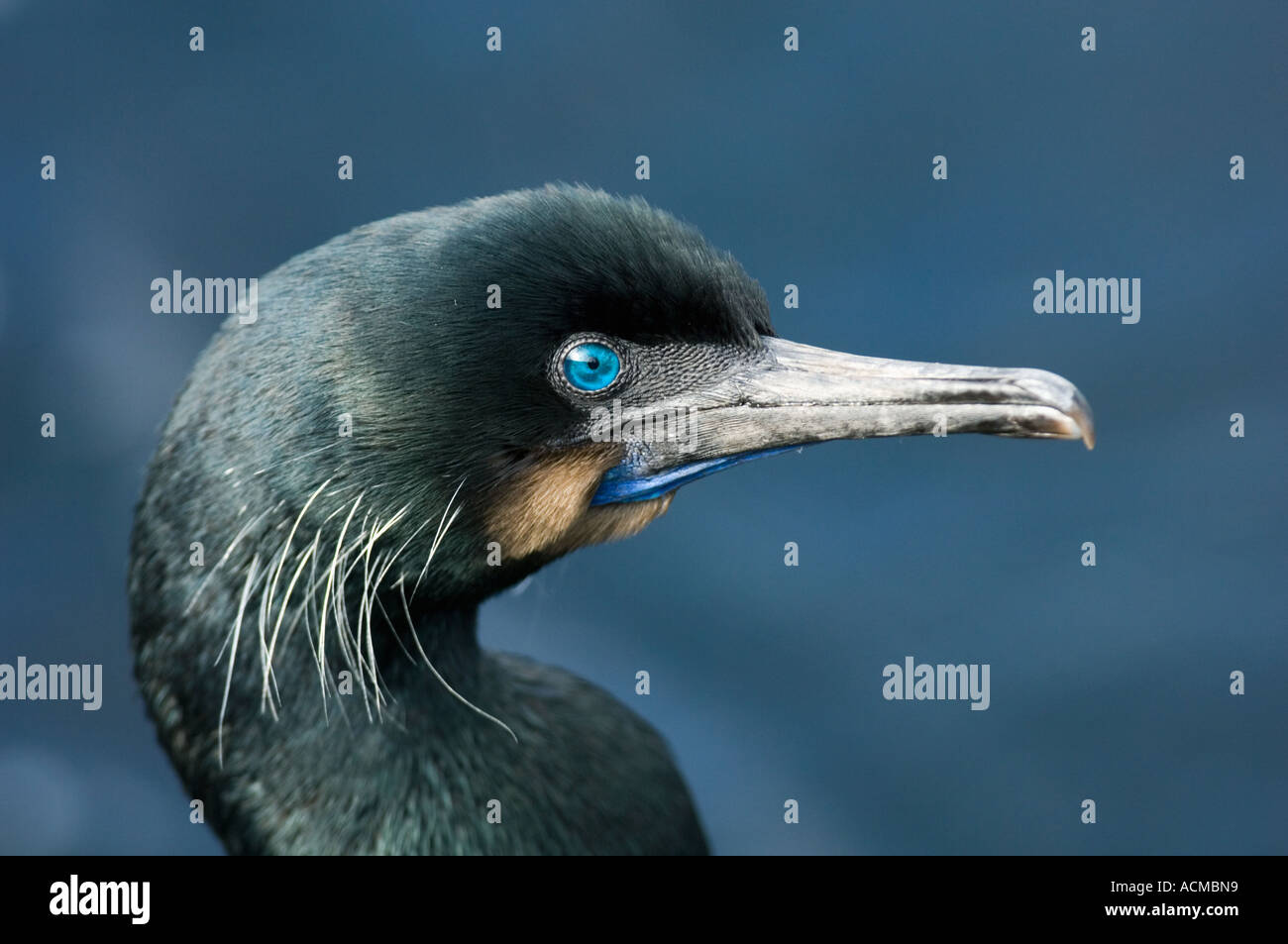 Brandt il cormorano (Phalacrocorax penicillatus) ritratto, baia di Monterey, California, Stati Uniti d'America Foto Stock